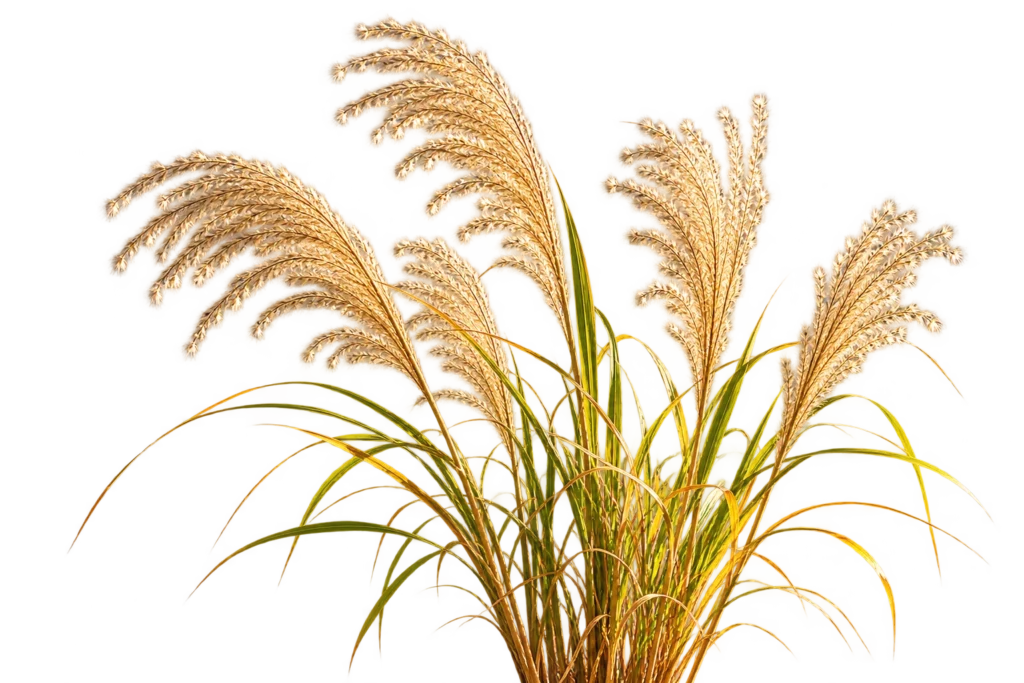 Bloeiende Miscanthus in een natuurlijk landschap